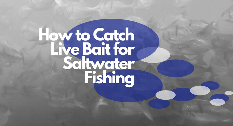 How to Catch Live Bait for Saltwater Fishing